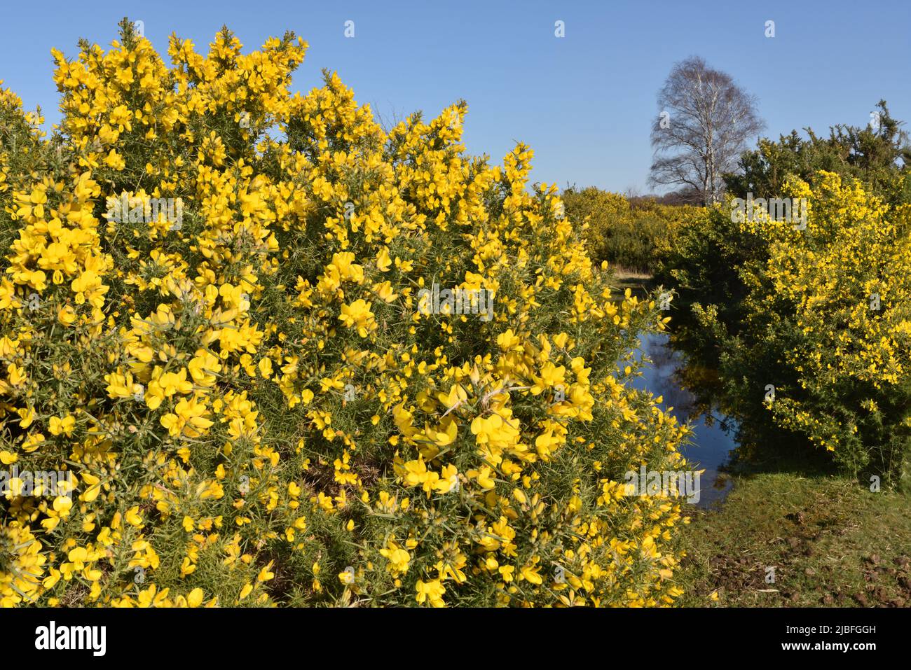 L'ajonc commun - Ulex europaeus Banque D'Images