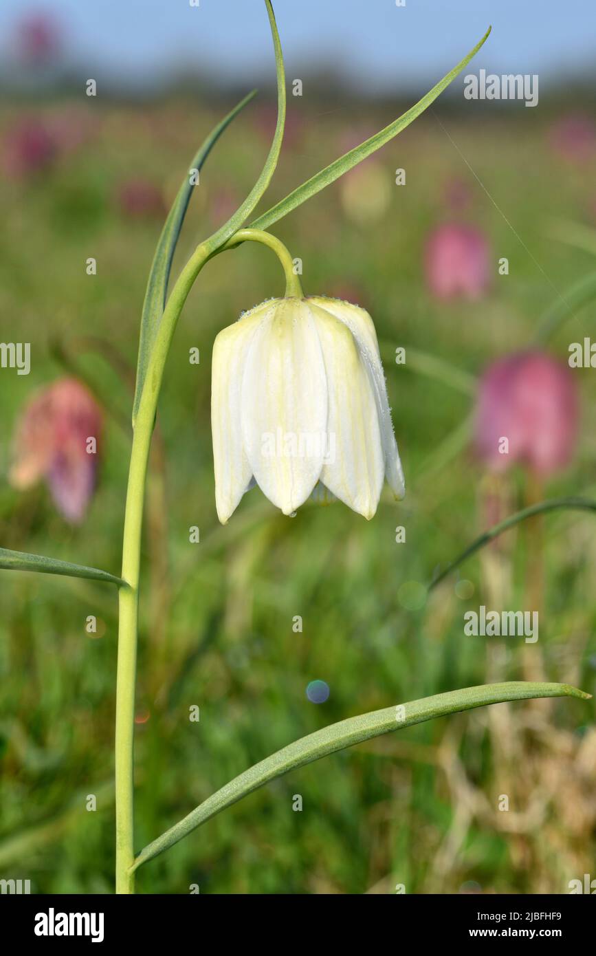 Tête de serpent Fritillary - Fritillaria meleagris Banque D'Images