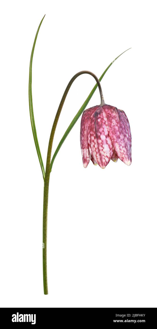 Tête de serpent Fritillary - Fritillaria meleagris Banque D'Images