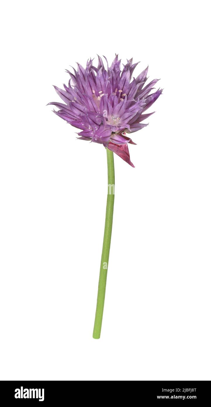 La Ciboulette - Allium schoenoprasum Banque D'Images