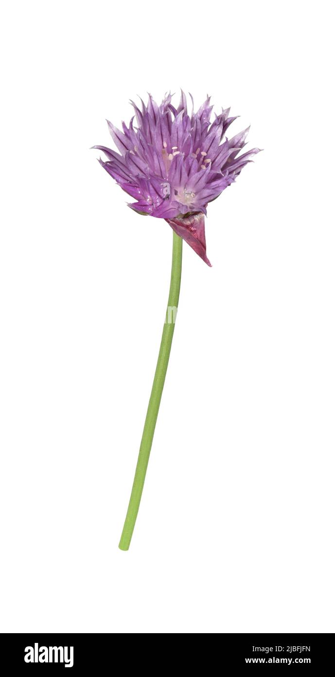 La Ciboulette - Allium schoenoprasum Banque D'Images