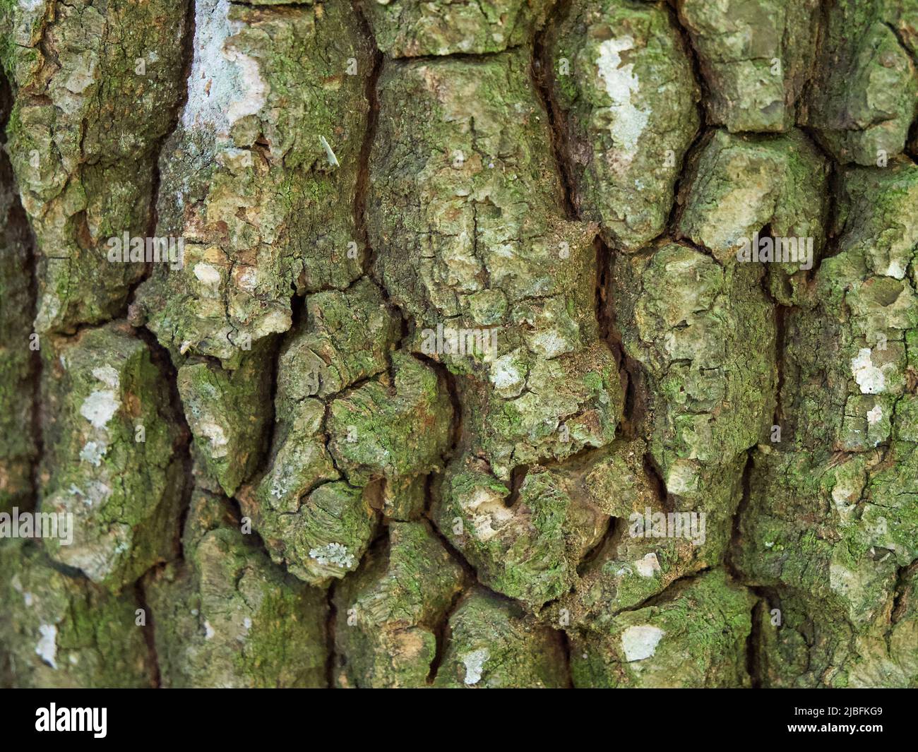 Texture de l'écorce de l'arbre, macrophoto. Image plein cadre de l'écorce de l'arbre, arrière-plan. Banque D'Images