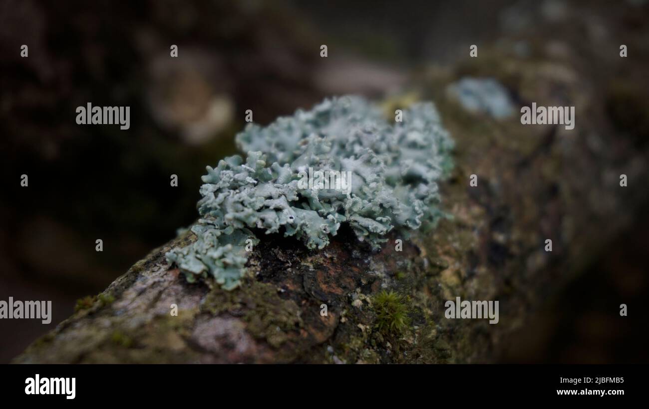 Lichen vert pâle champignons algues frilly sur branche d'arbre Banque D'Images