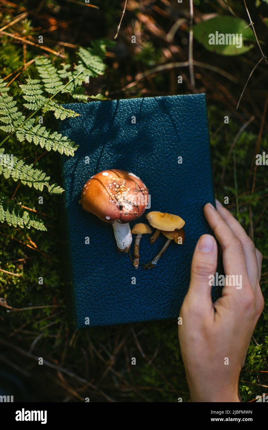 Gros plan de la main d'une personne non reconnaissable près de la mouche champignon agarique sur le carnet dans la forêt d'automne au canada Banque D'Images