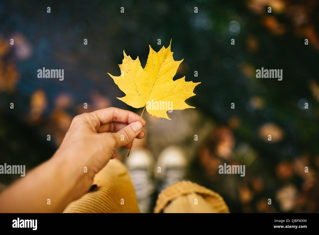 Par le dessus, personne méconnaissable tenant la main avec une feuille d'érable jaune Banque D'Images