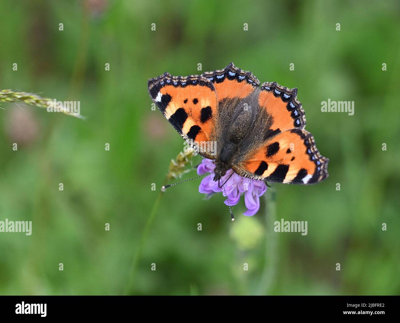 Schmetterling auf Blume Banque D'Images