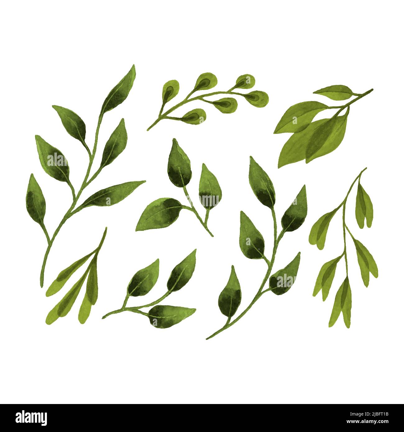 Set feuille botanique aquarelle, dessin à la main, feuilles branches, éléments de conception, isolé, arrière-plan blanc. Illustration vectorielle Illustration de Vecteur
