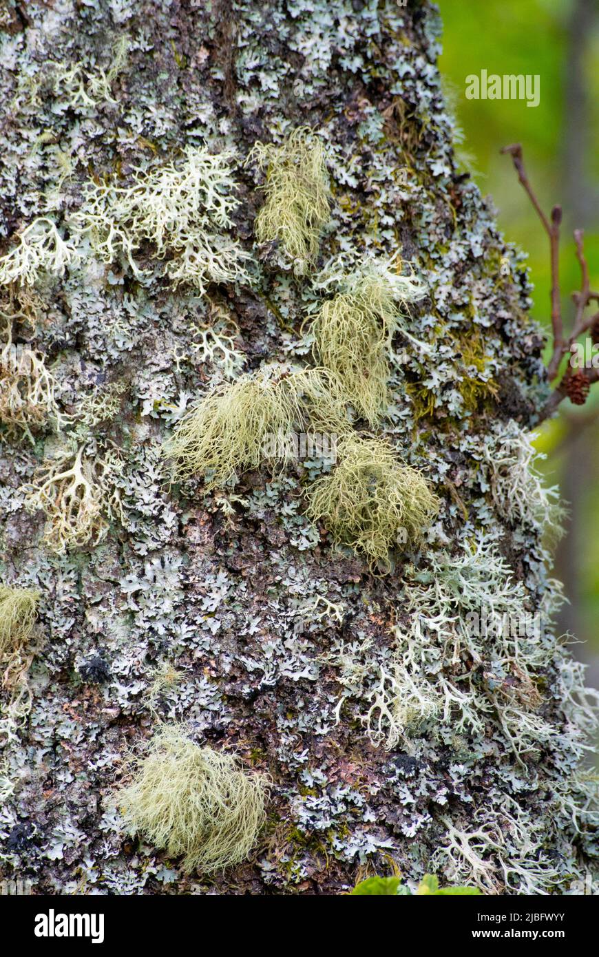 Lichens de barbe sur les pins Banque D'Images