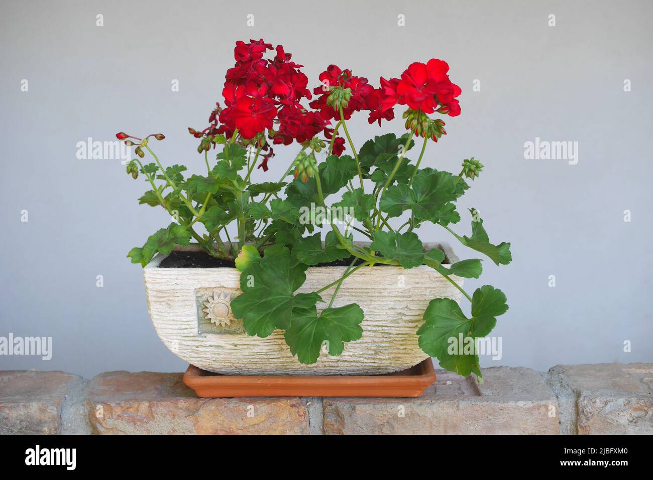Géraniums rouge foncé dans un pot sur un mur, Szigethalom, Hongrie Banque D'Images