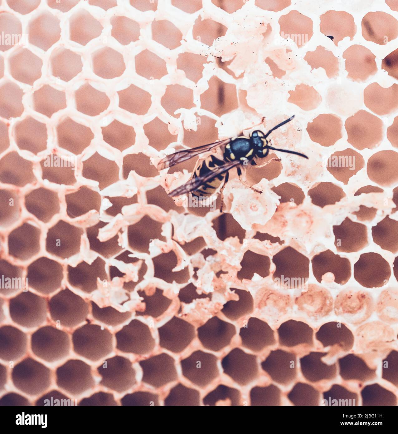 Abeilles sur un nid d'abeilles dans le cadre d'une démonstration de l'apiculture. Banque D'Images