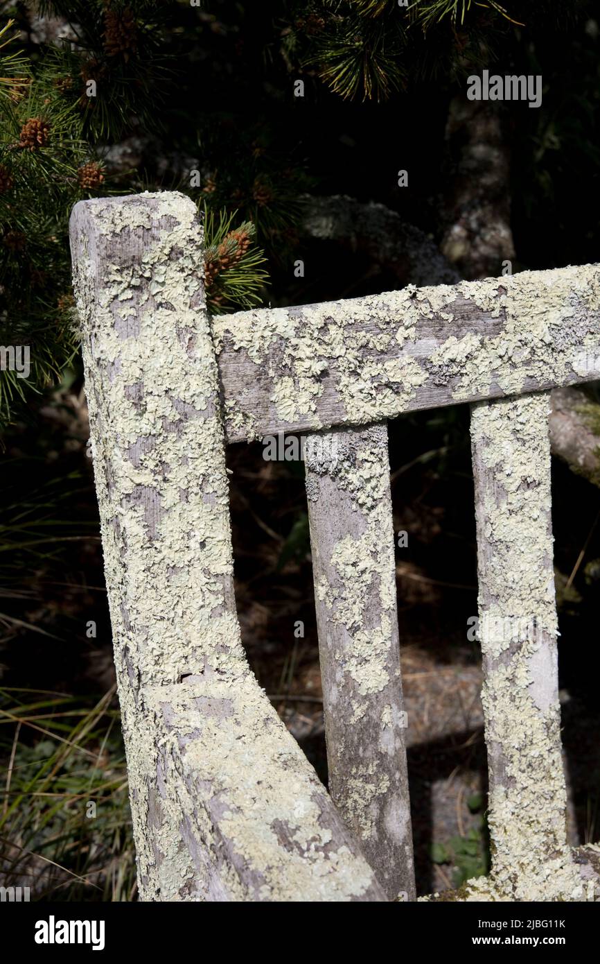 Lichen grroth sur le siège RHS Garden Rosemoor North Devon Banque D'Images
