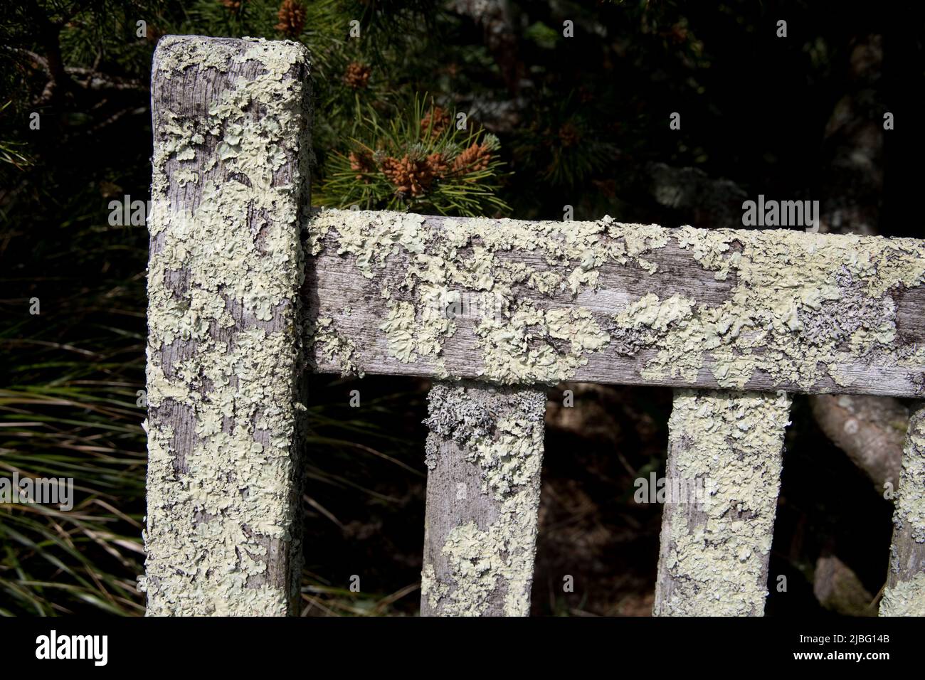 Lichen grroth sur le siège RHS Garden Rosemoor North Devon Banque D'Images