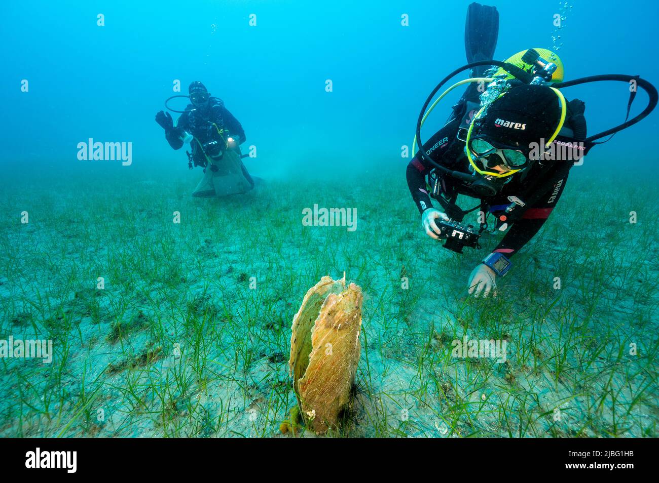 Des biologistes marins examinent des obus Pina nobilis éteints morts dans la baie de Gokova en Turquie Banque D'Images