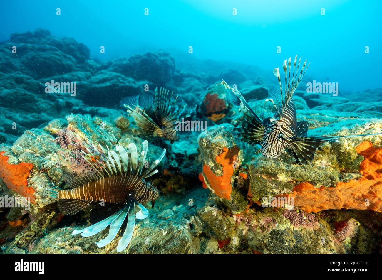 Poissons lionidés envahissants, Pterois Miles, Gokova Bay Turkey Banque D'Images