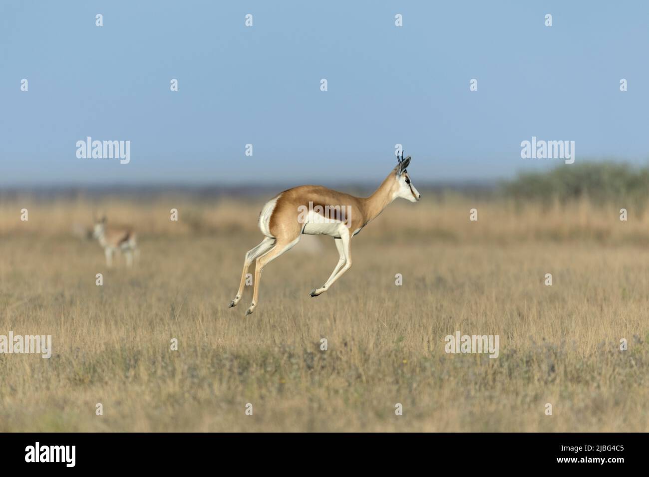 Springbok prononciation dans le Kalahari semi désert Botswana Banque D'Images