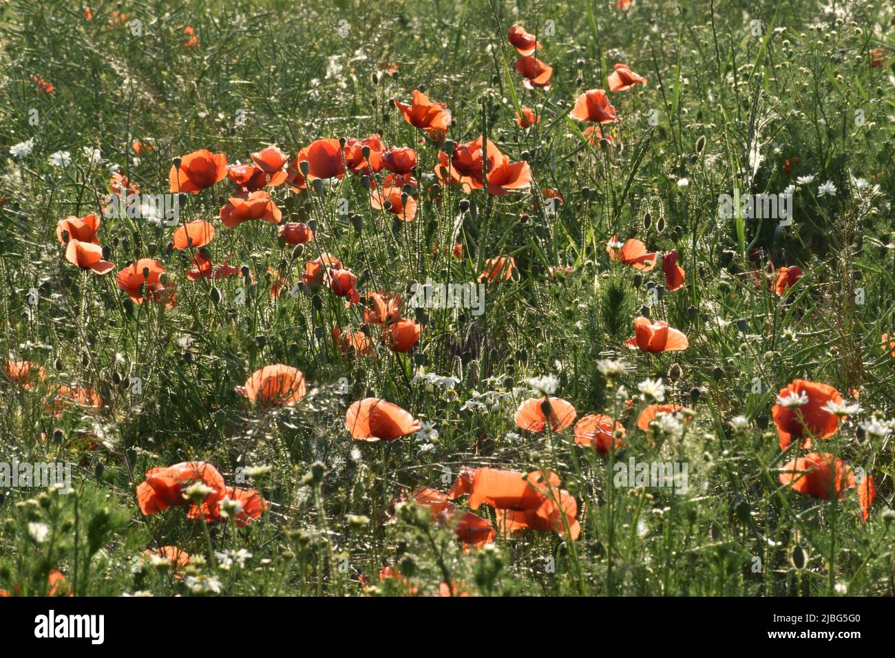 Les coquelicots rouges fleurissent dans une prairie verdoyante au début de l'été Banque D'Images