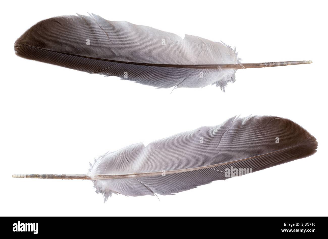 Photo macro du panache de streptopelia pigeon sur fond blanc isolé. Concept de panache et de quill d'ailes d'oiseaux. Banque D'Images