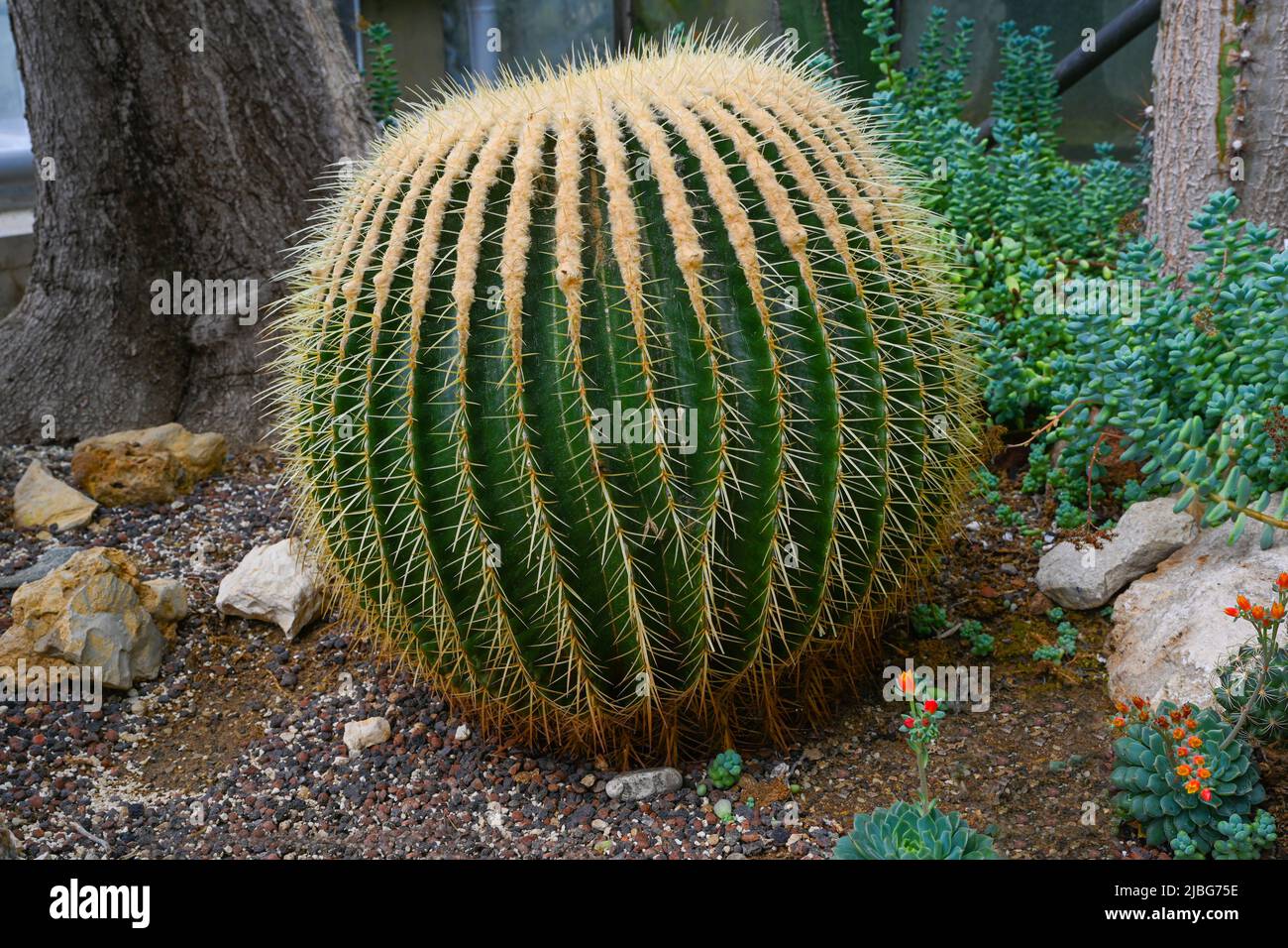 Cactus Golden Barrel ou Echinocactus grusonii Hildm Banque D'Images