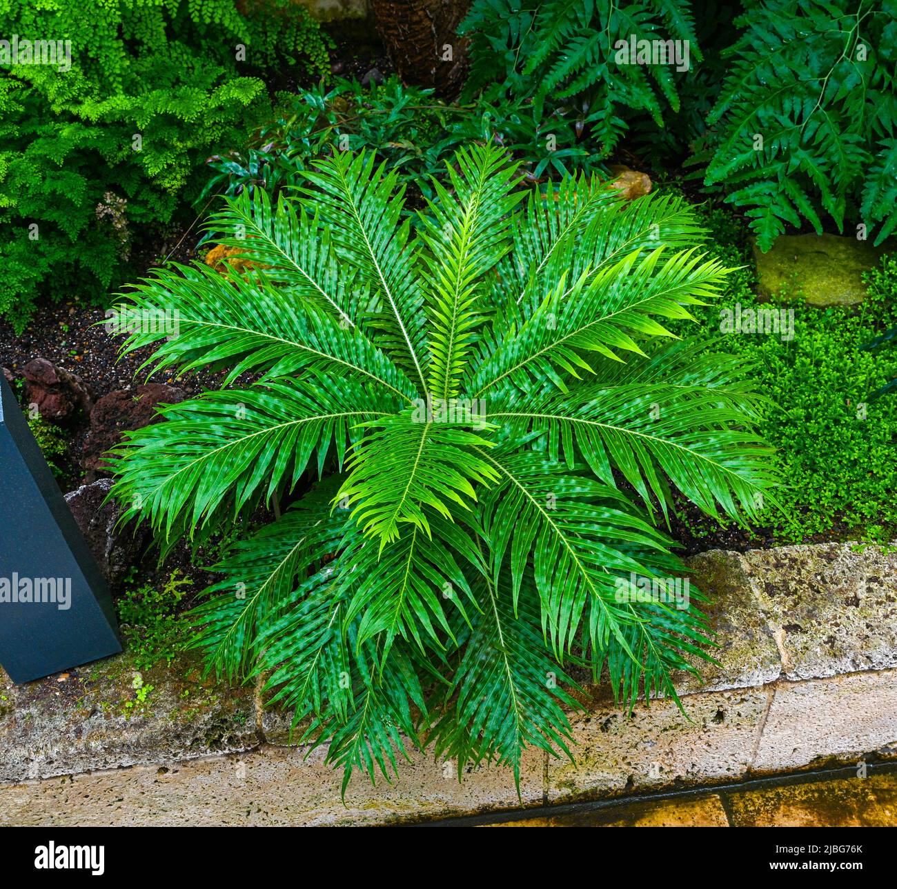 Dame d'argent ou arbre nain (fougère Blechnum gibbum Blechnaceae). Banque D'Images