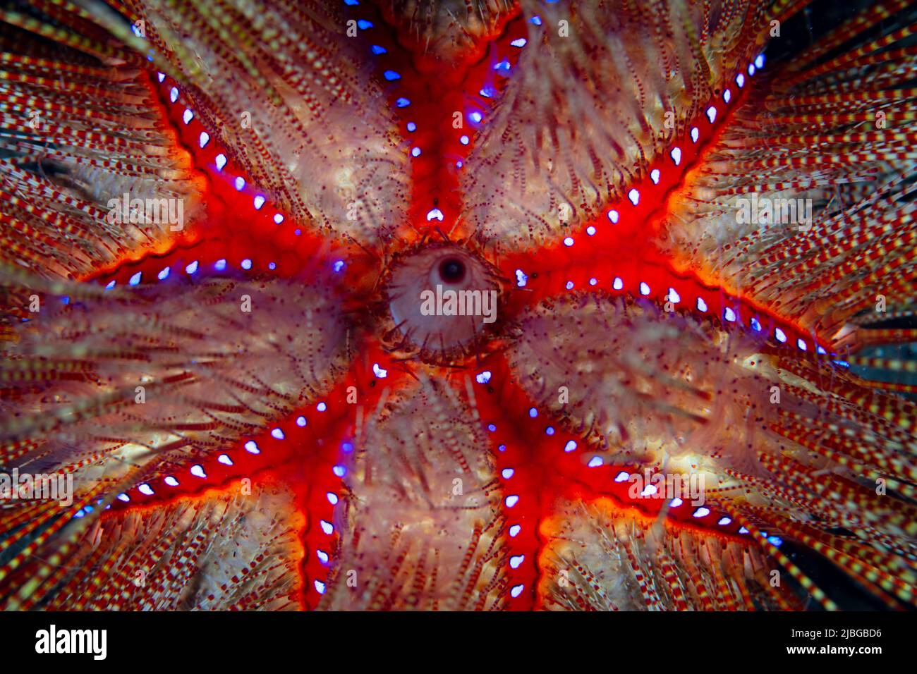 Détail d'un oursin de feu, Astropyga radiata, sur le fond marin du détroit de Lembeh, Indonésie. Cette espèce a des épines venimeuses pour se défendre. Banque D'Images