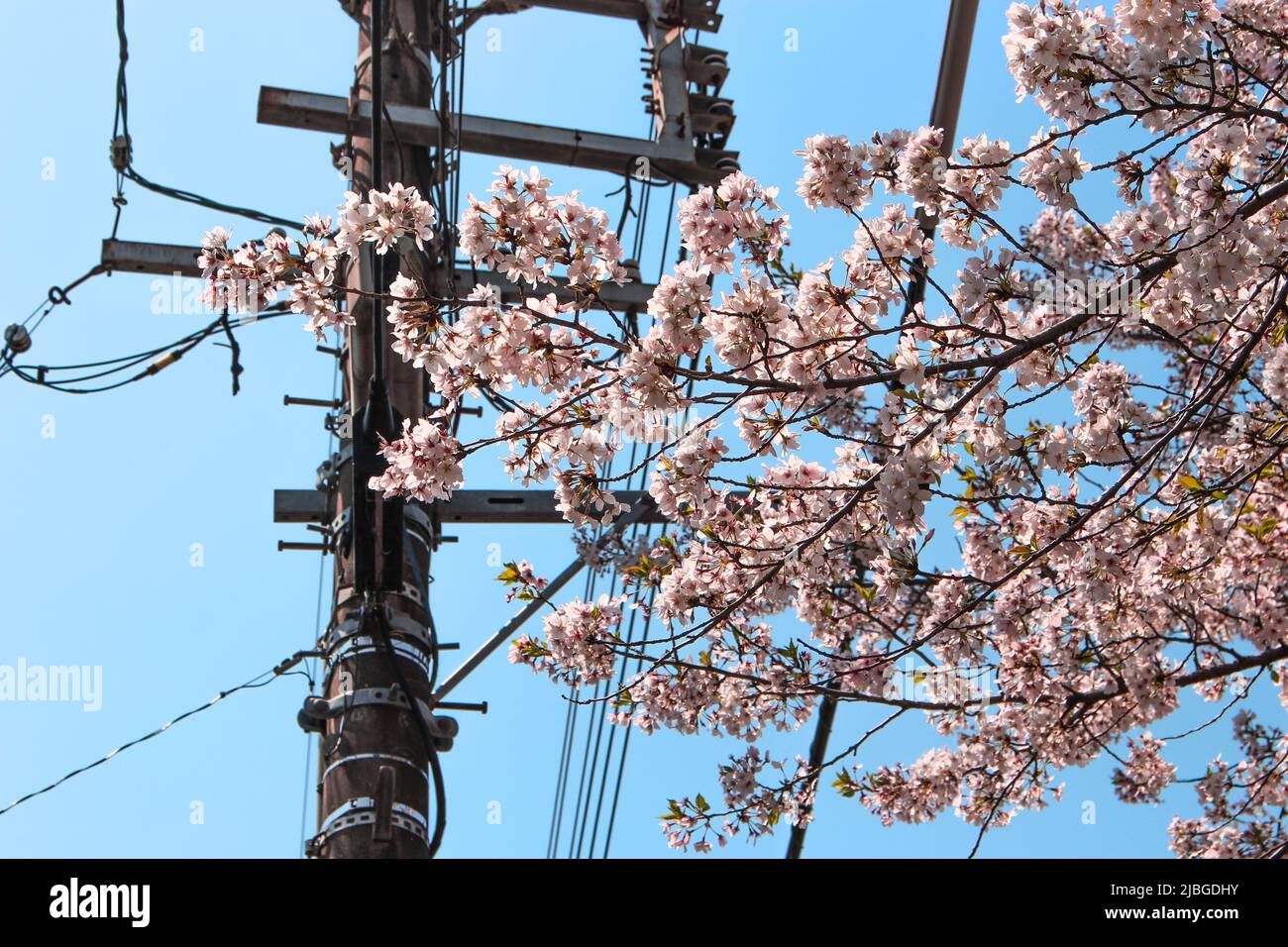 Fils électriques et cerisiers en fleur à Kumamoto, au Japon Banque D'Images