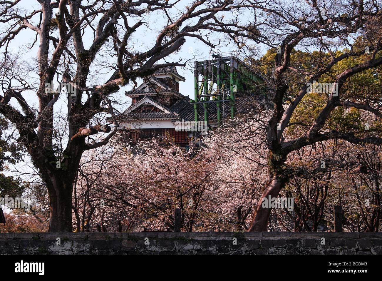 Château de Kumamoto, ville de Kumamoto, Japon - 13 avril 2017 : l'image du château de Kumamoto en 2017. Le château est endommagé à cause du tremblement de terre de Kumamoto. Banque D'Images