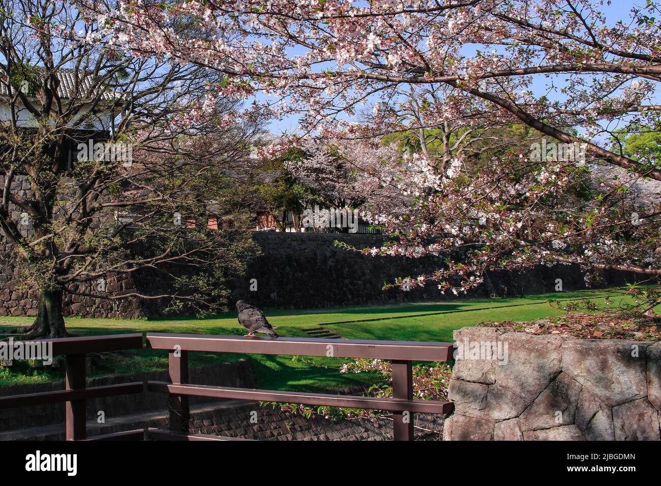 Cerisiers en fleurs et pigeon devant le château de Kumamoto à Kumamoto, au Japon Banque D'Images