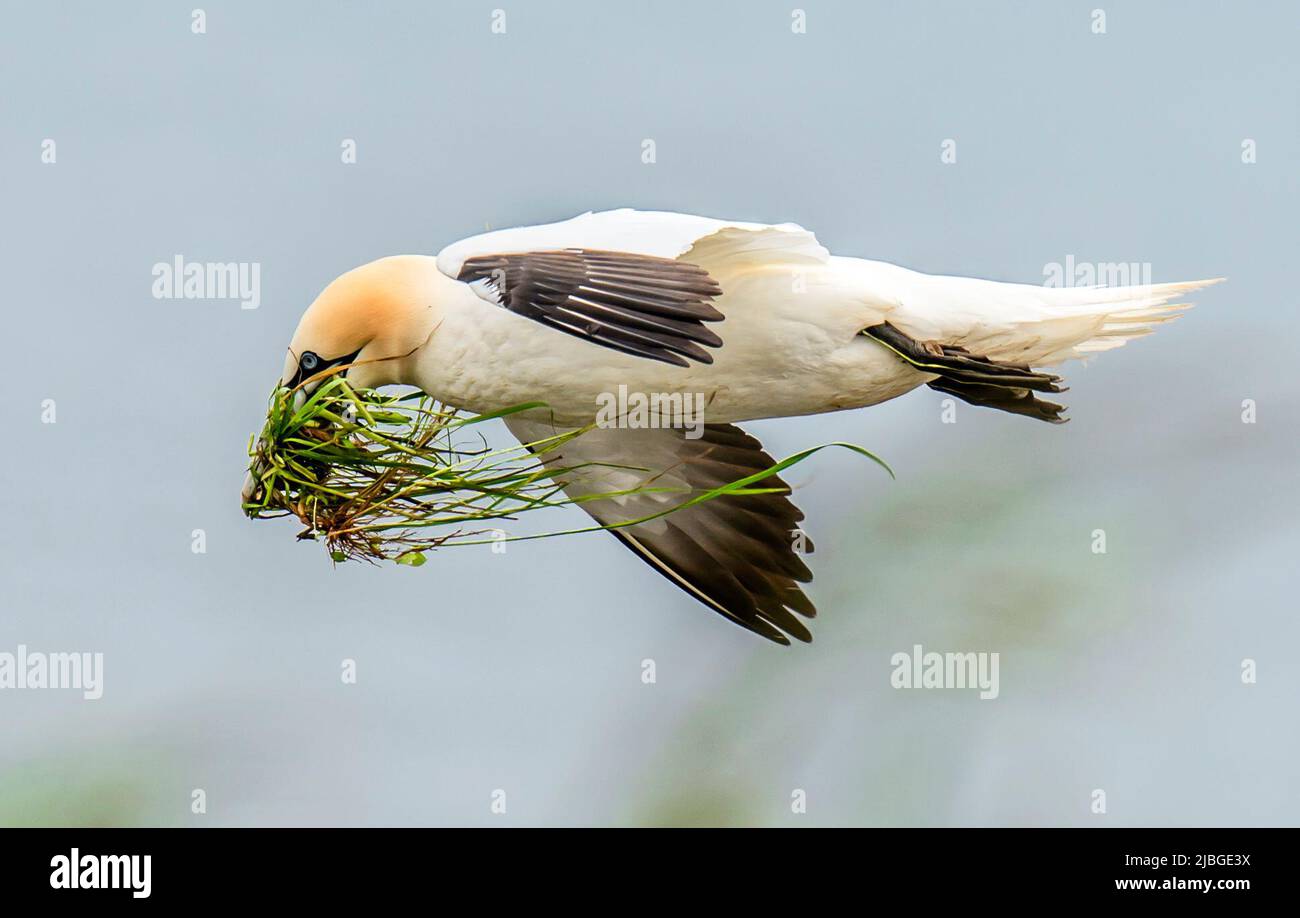 Un Gannet rassemble du matériel de nidification aux falaises de Bempton dans le Yorkshire, tandis que plus de 250 000 oiseaux marins se précipitent sur les falaises de craie pour trouver un compagnon et élever leurs jeunes. D'avril à août, les falaises prennent vie avec des adultes et des jeunes poussins qui construisent des nids. Date de la photo: Lundi 6 juin 2022. Banque D'Images