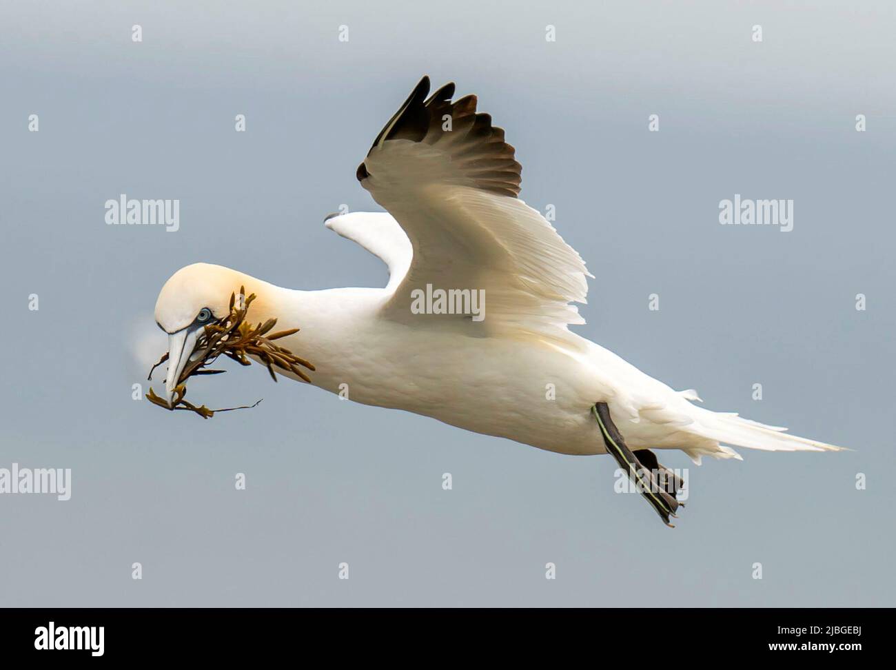 Un gantet rassemble des matériaux de nidification aux falaises de Bempton dans le Yorkshire, tandis que plus de 250 000 oiseaux marins se précipitent sur les falaises de craie pour trouver un compagnon et élever leurs jeunes. D'avril à août, les falaises prennent vie avec des adultes et des jeunes poussins qui construisent des nids. Date de la photo: Lundi 6 juin 2022. Banque D'Images