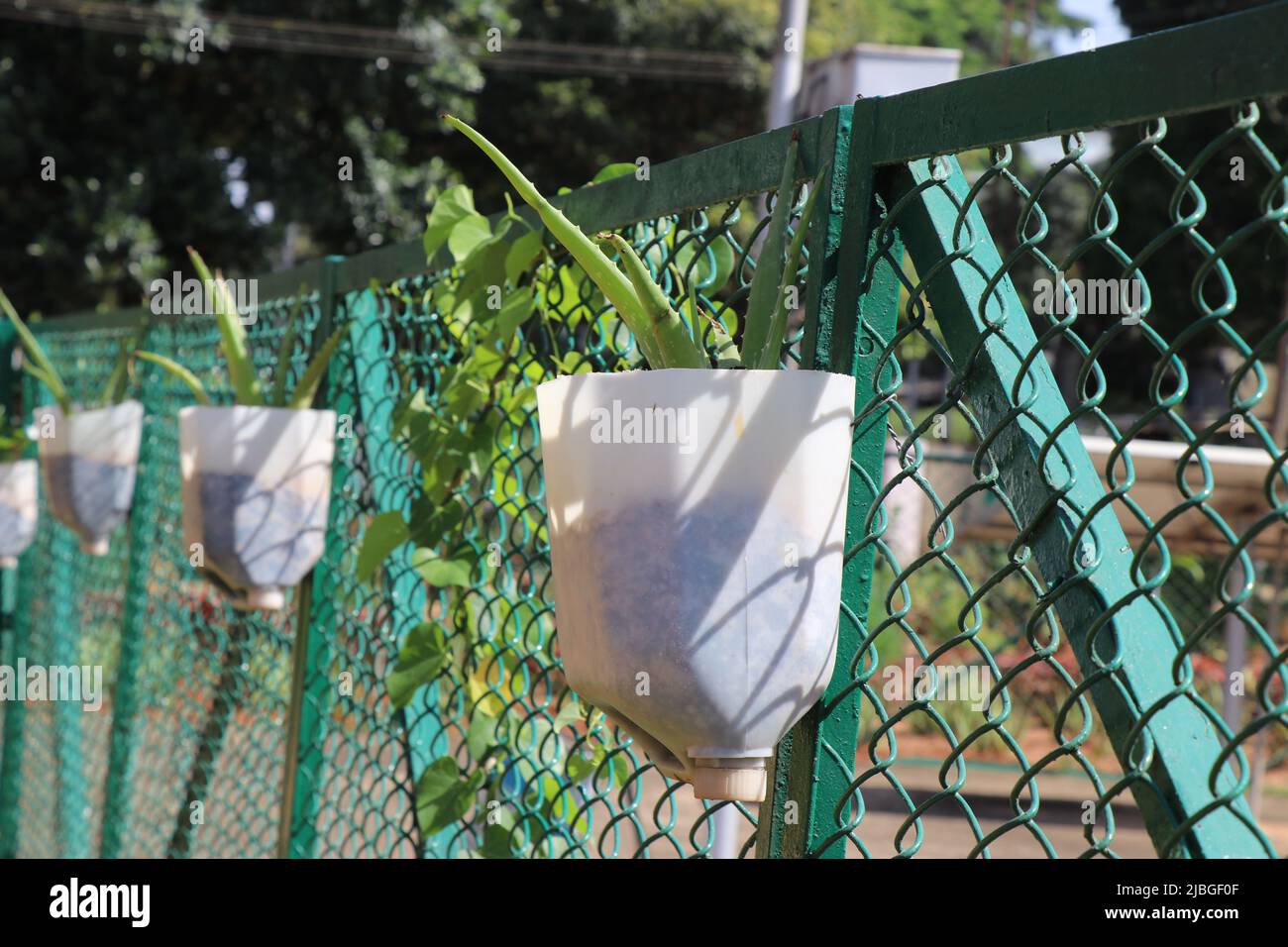 Des boîtes de plastique recyclées utilisées comme jardinière pour cultiver des plantes médicinales de l'aloe vera accrochées à une clôture en métal en filet Banque D'Images