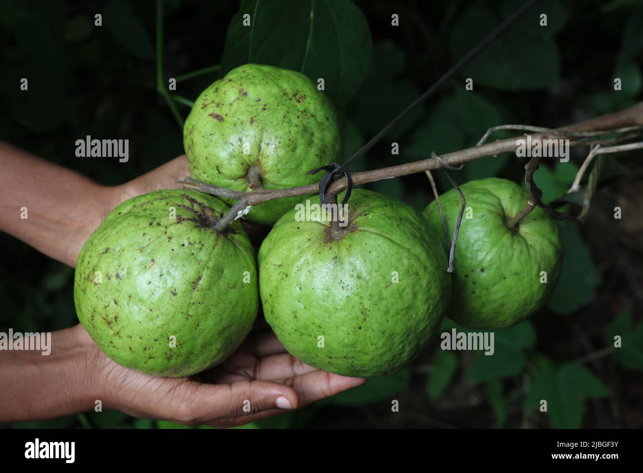 Gros fruits de goyave cultivés en groupes sur une seule branche tenue dans la main Banque D'Images