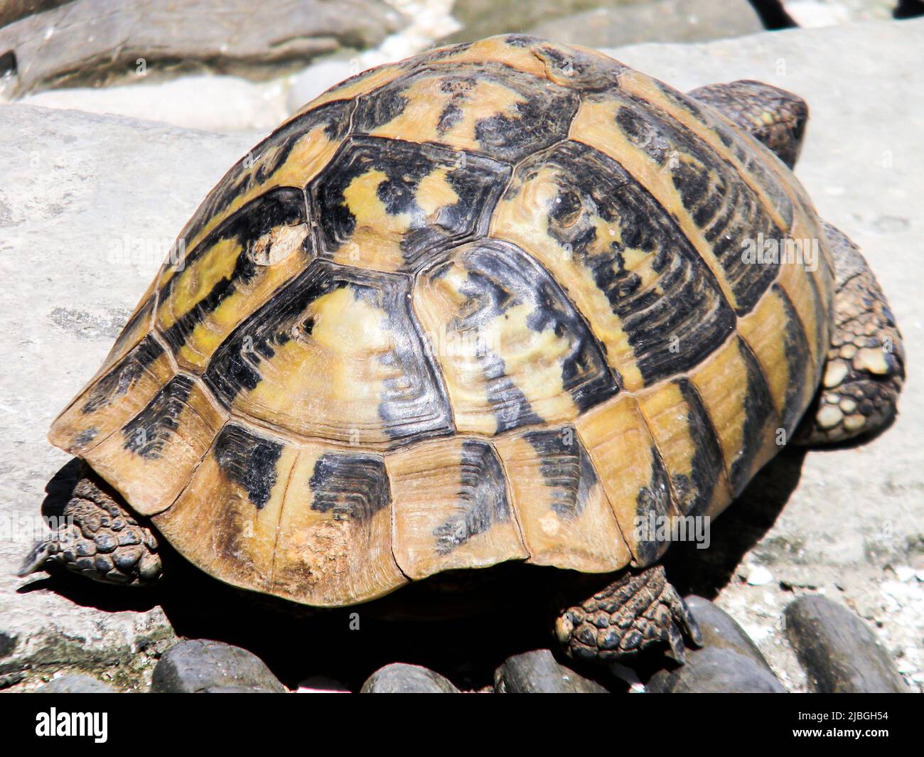 L'image de la tortue sur la route pavée en pierre dans le jardin de la maison, Mostar, Bosnie-Herzégovine. Banque D'Images