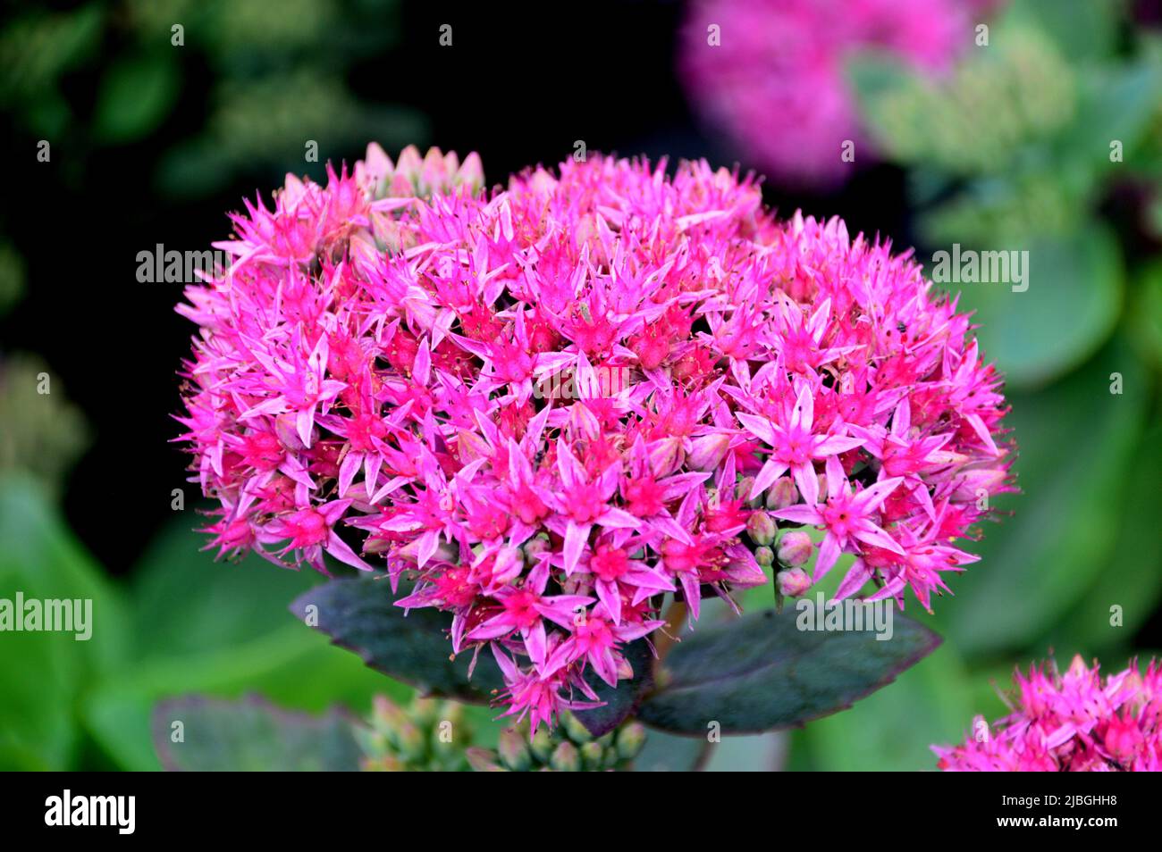 Une souche unique de Sedum rose (Hylotelephium spectabile) 'Carl' fleurs cultivées dans une frontière à RHS Garden Harlow Carr, Harrogate, Yorkshire, Angleterre, Royaume-Uni. Banque D'Images