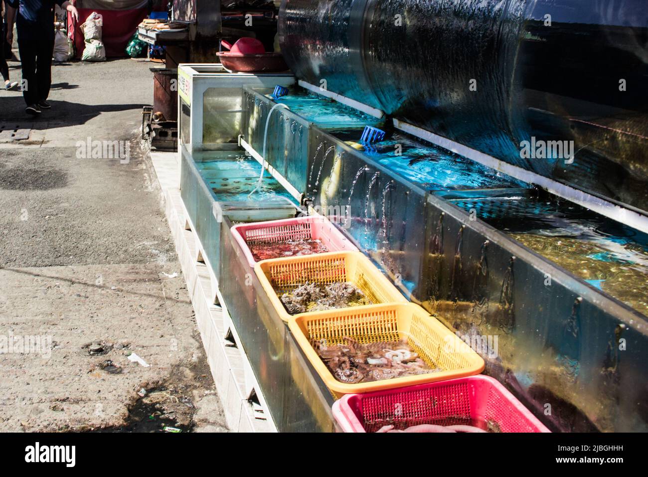 L'image du réservoir de conservation du poisson sur le marché du poisson à Busan, en Corée du Sud. Il y a des palourdes et pêchées à l'intérieur. Banque D'Images