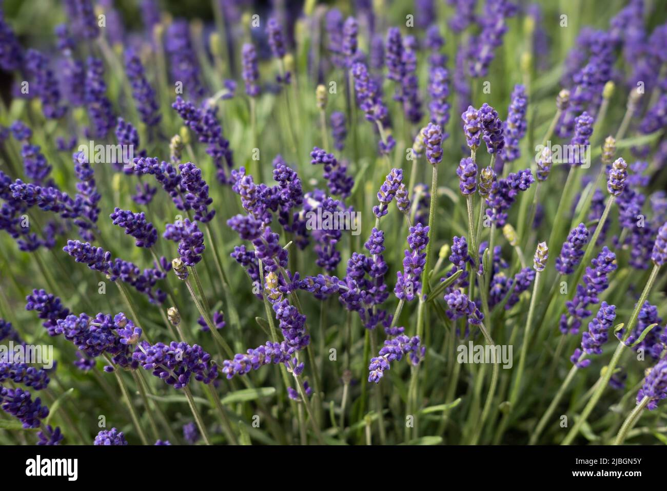 Gros plan de fleurs de lavande parfumées dans un lit de jardin. Faible profondeur de champ, arrière-plan flou. Image d'arrière-plan Banque D'Images