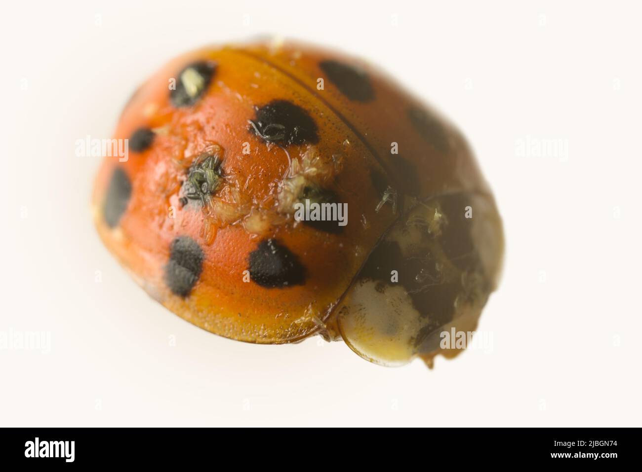 Entomologie. Une coccinelle morte est infect e par des