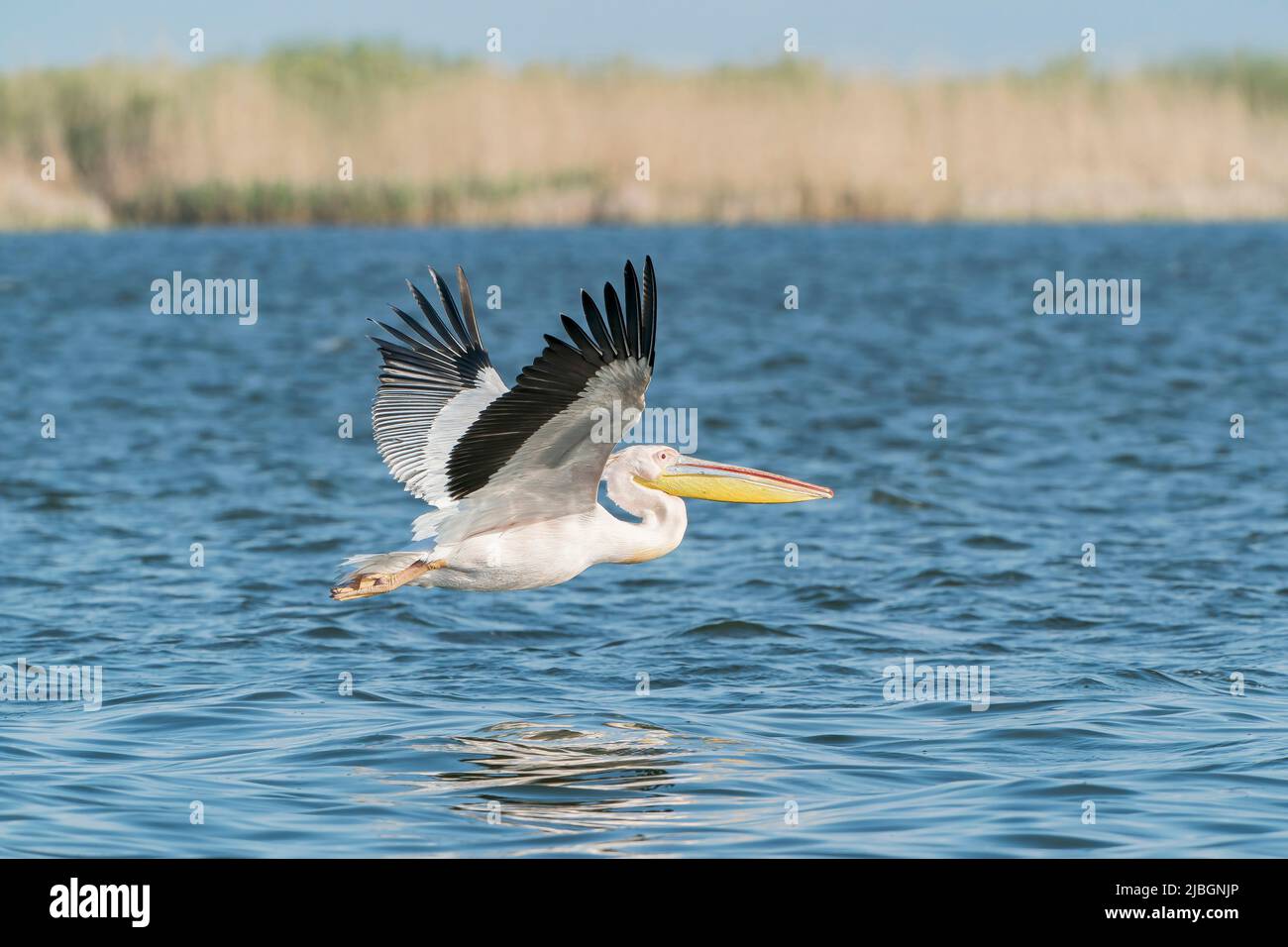 Grand Pélican blanc, Pelecanus onocrotalus, oiseau unique volant au-dessus de l'eau, delta du Danube, Roumanie, 27 avril 2022 Banque D'Images