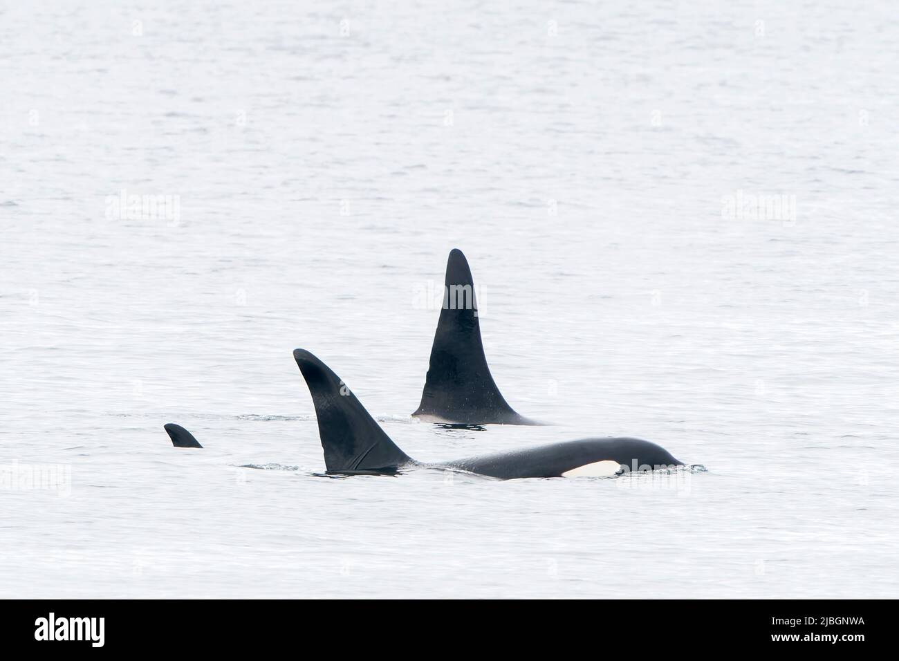 Orca ou Killer Whale, Orcinus orca, gousse nageant en mer au large de Lochmady, Écosse, Royaume-Uni, 28 mai 2022 Banque D'Images