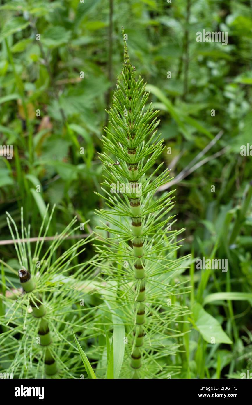 Hippuris vulgaris, queue de jument Banque D'Images