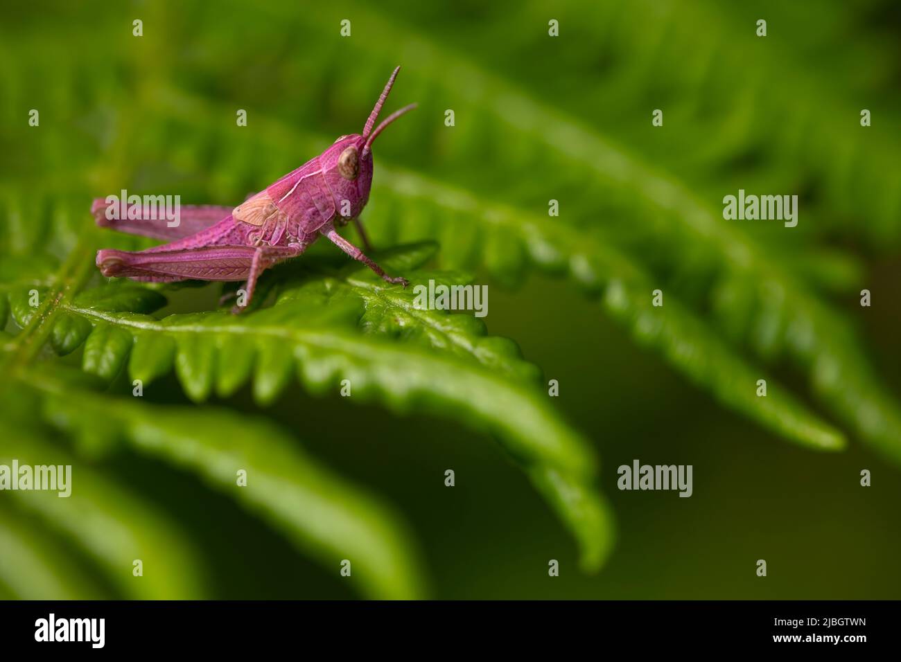 sauterelle rose avec érythrim, une mutation génétique qui conduit à l'absence de pigment noir ou à l'abondance de pigment rouge. espèce rare et unique Banque D'Images