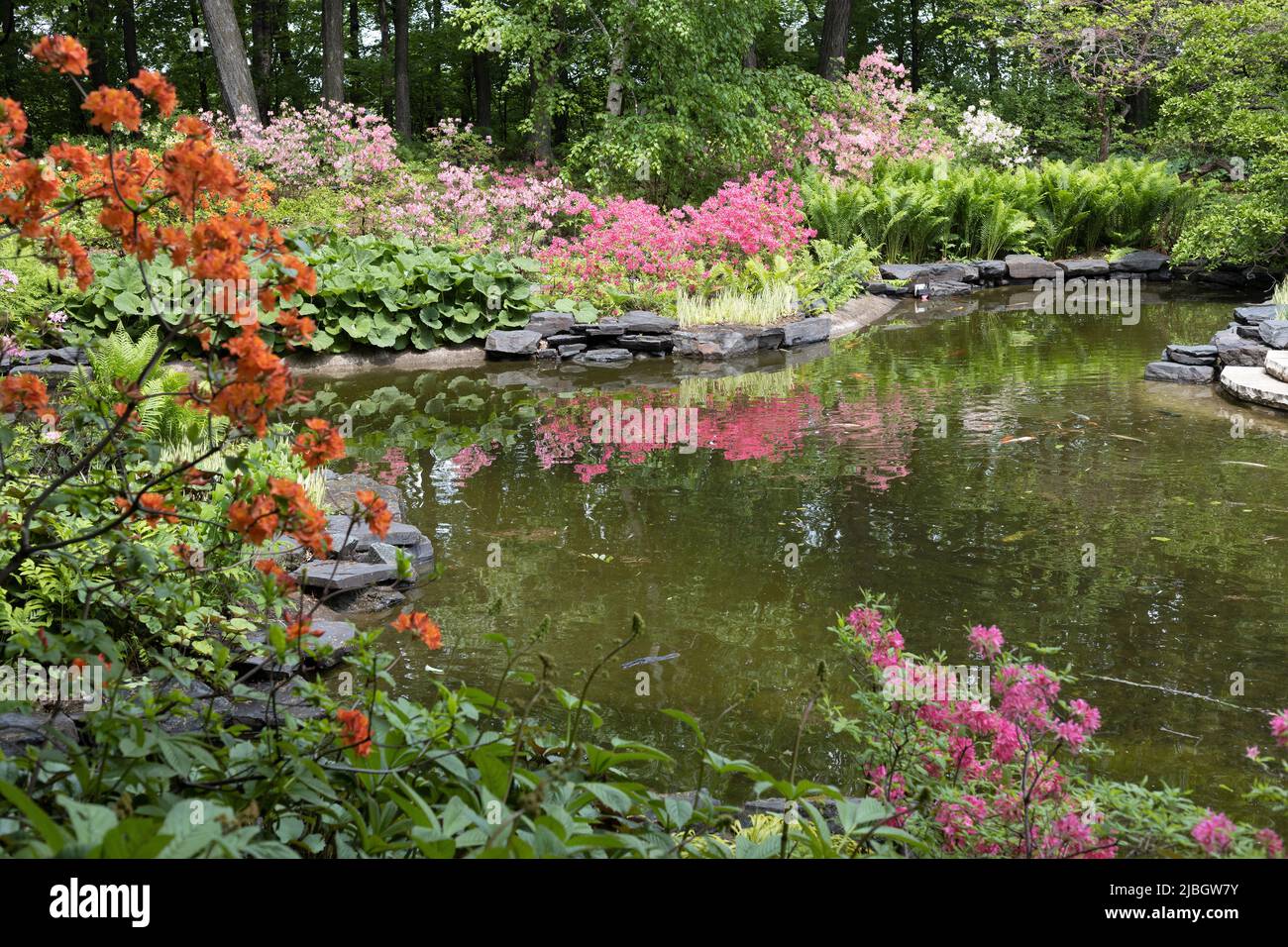 Le jardin azalea de l'arboretum du Minnesota Landscape à Chaska, Minnesota. Banque D'Images