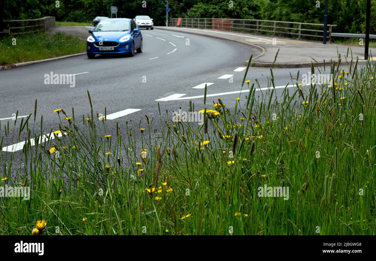 Gazon urbain sauvage sur le bord de la route, Warwick, Royaume-Uni Banque D'Images