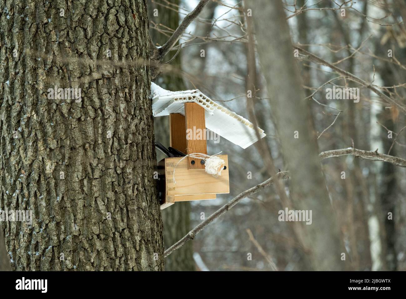 Mangeoire à oiseaux sur le tronc d'un vieux arbre dans la forêt d'hiver. Banque D'Images