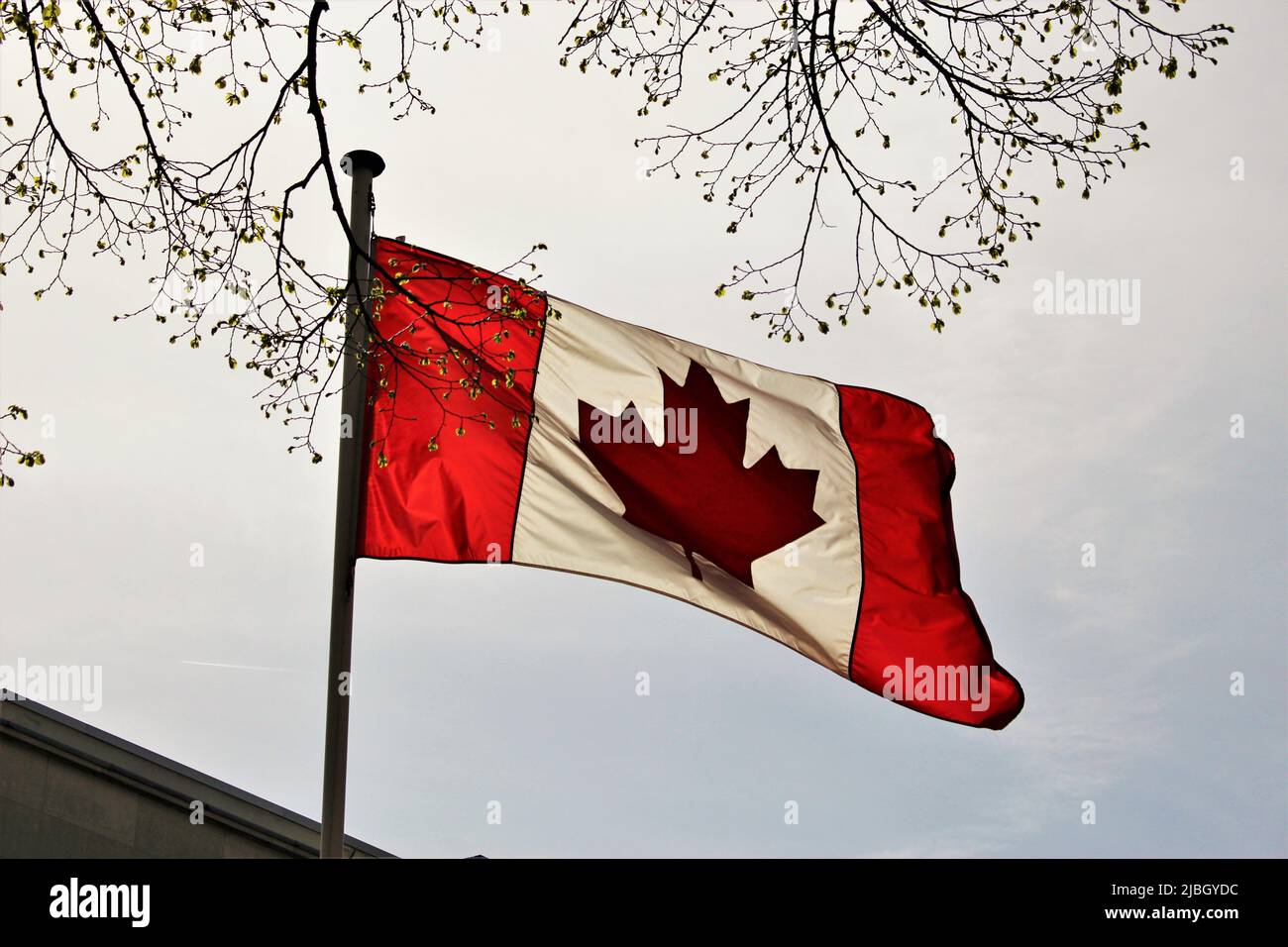Drapeau canadien agitant à l'extérieur dans le vent rétroéclairé par le soleil Banque D'Images