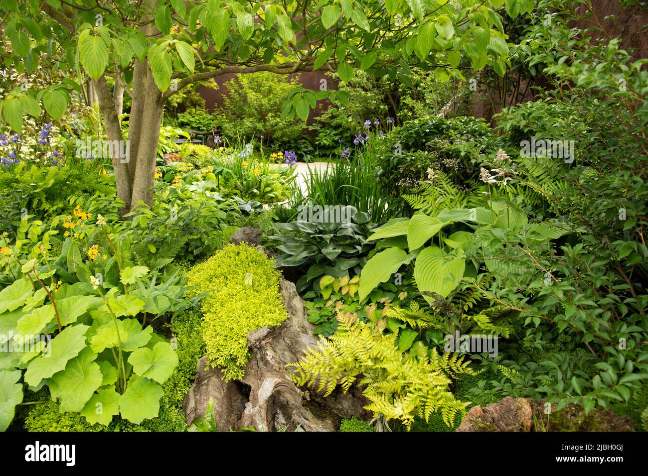 Selaginella kraussiana - la mousse à pointes de Krauss dans une souche d’arbre, Hosta ‘Devon Green’ et Hosta ‘Royal Standard’ entourés de plusieurs variétés de fougères Banque D'Images