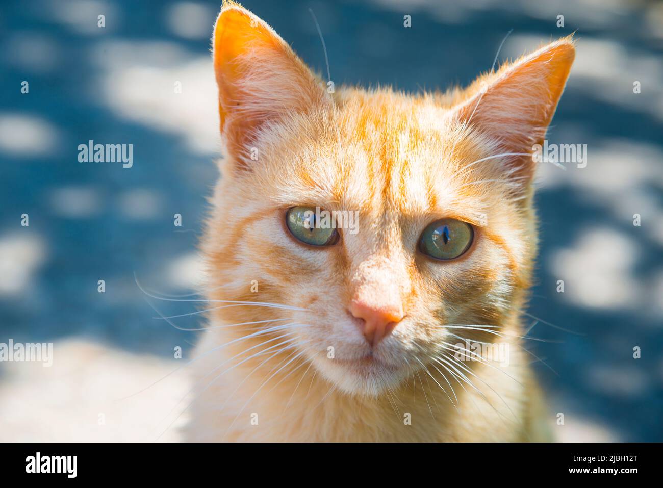 Portrait d'un chat tabby regardant l'appareil photo. Fermer la vue. Banque D'Images