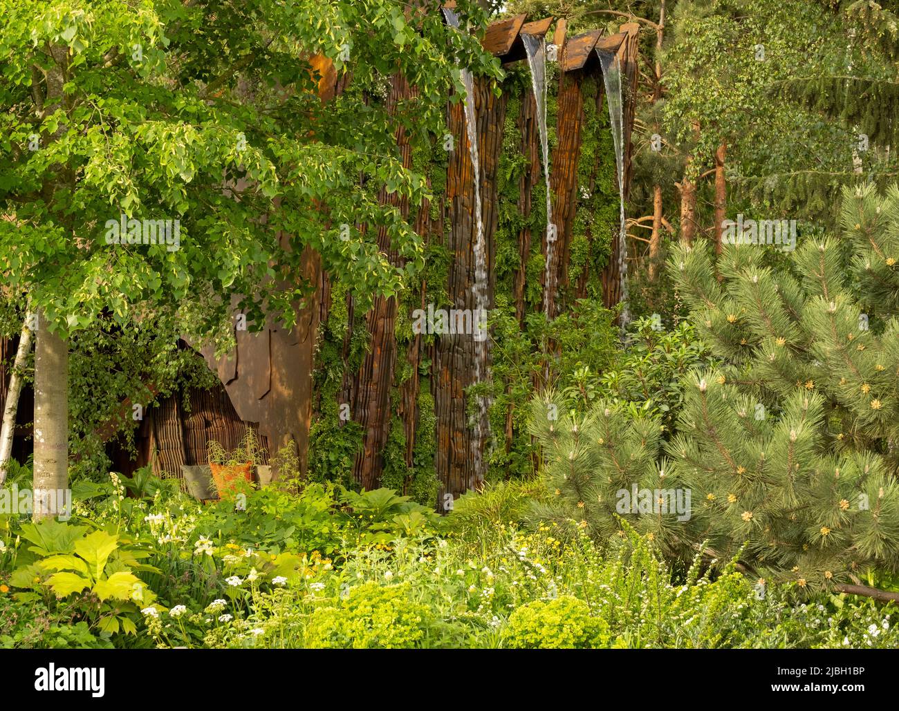 Tilla cordata «Greenspire» - petit limon à feuilles et Pinus sylvestris - Scots PIN à côté d'une cascade et d'une falaise faite de produits en bois en t Banque D'Images