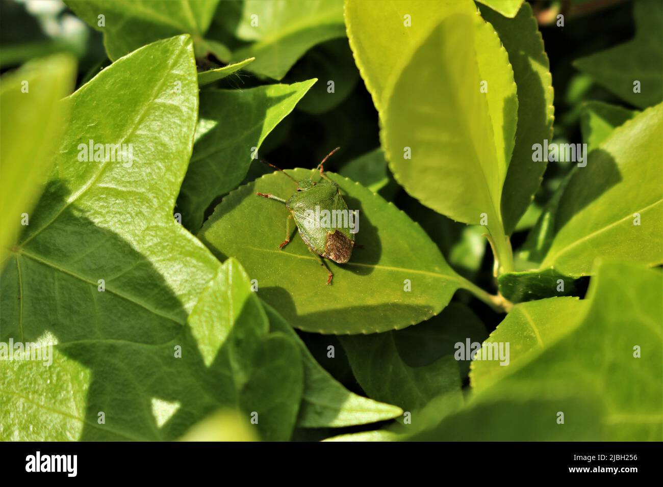 Un insecte vert dans un buisson vert Banque D'Images