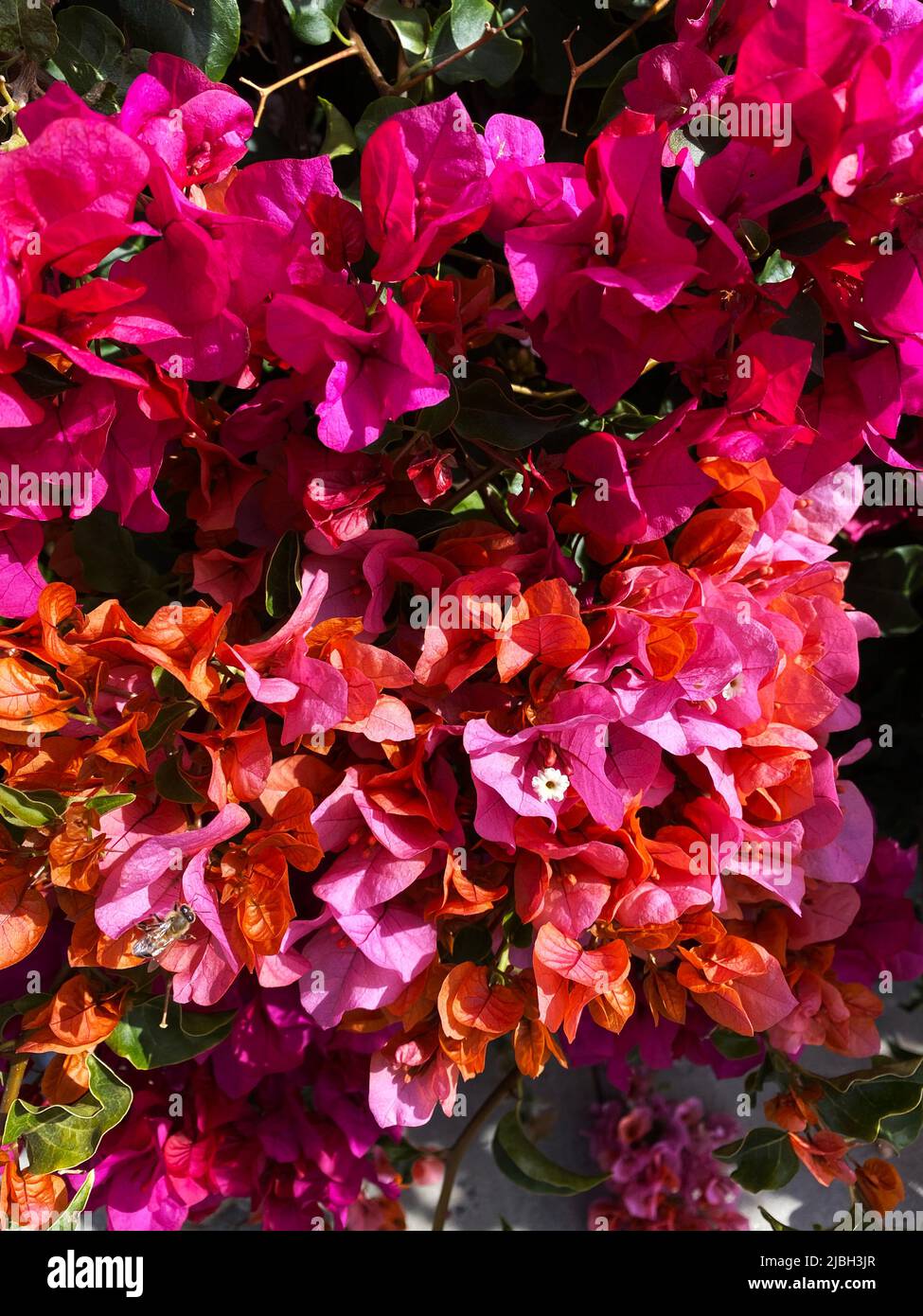 Paperflower, Bougainvillea glabra Banque D'Images