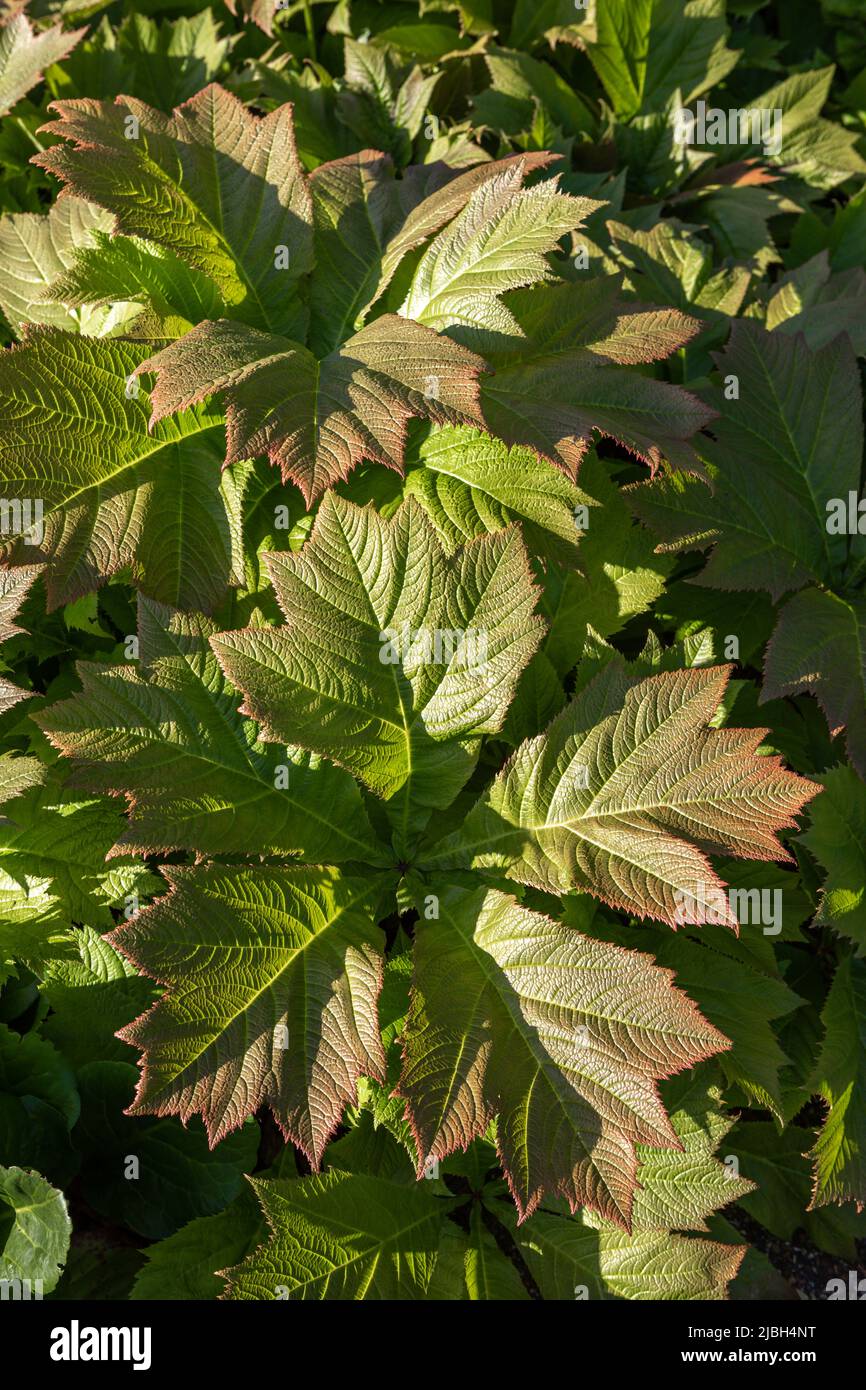 Rodgersia podophylla feuillage (feuille de bronze de Rodgers) Banque D'Images
